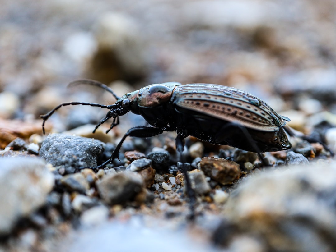 Life Cycle Mysteries (image credits: unsplash)