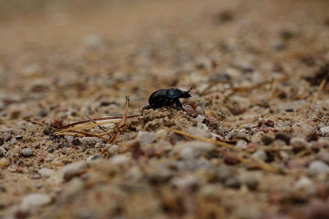 Ecological Impact (image credits: unsplash)