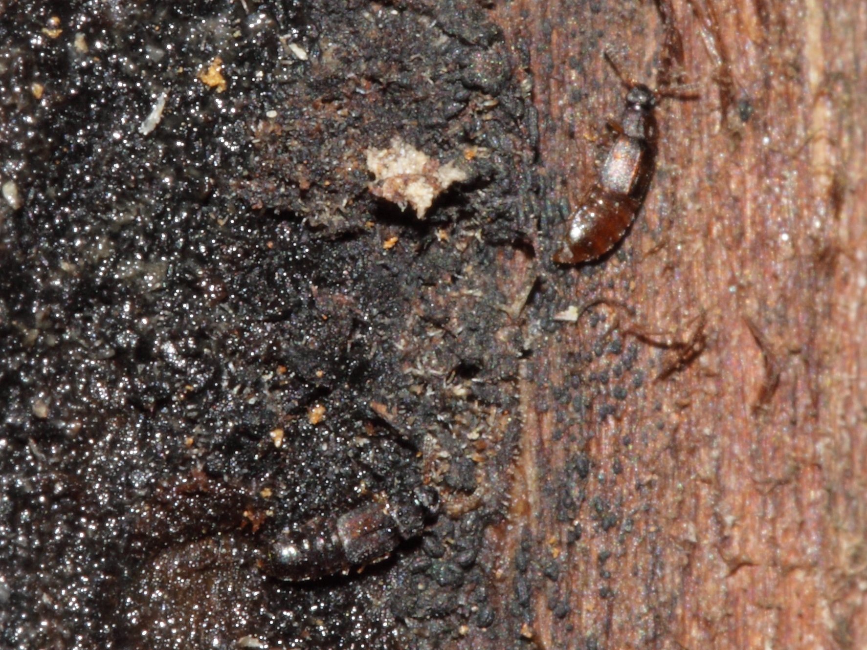 Future Discoveries (image credits: 2 rove beetles, CC BY-SA 2.0, https://commons.wikimedia.org/w/index.php?curid=38663844)