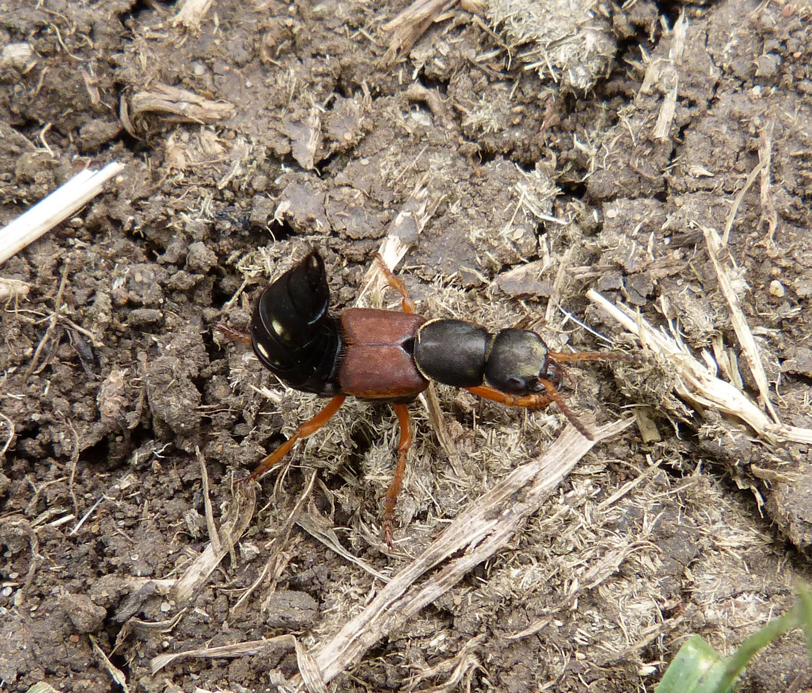 Conclusion (image credits: Rove Beetle. Staphylinidae. (S. erythropus?), CC BY 2.0, https://commons.wikimedia.org/w/index.php?curid=49988891)