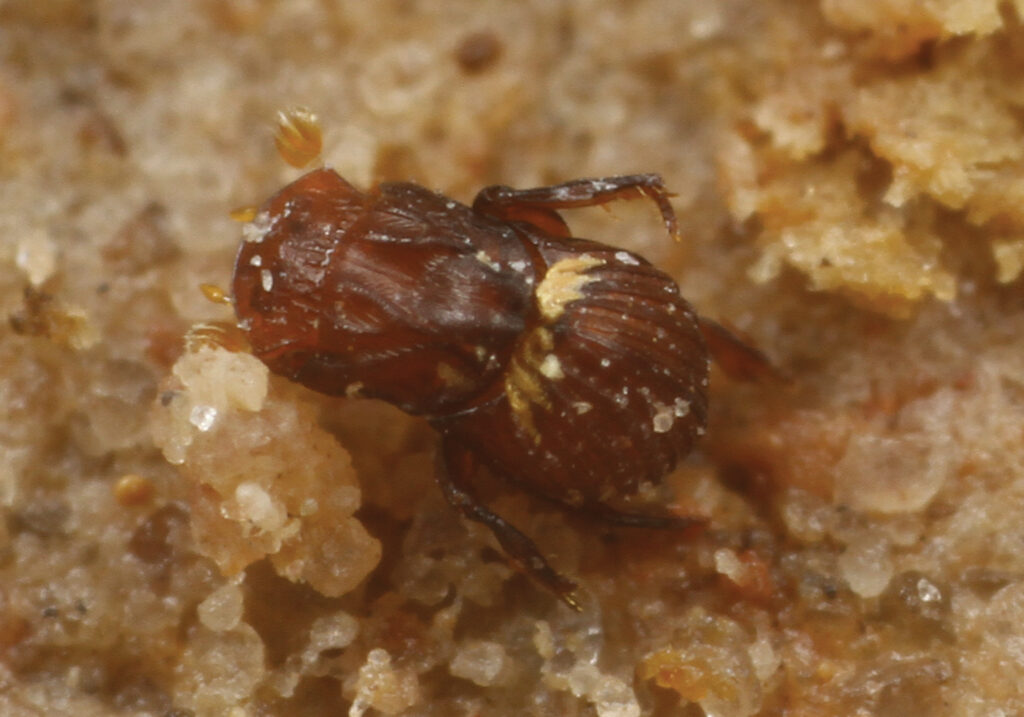 The Beetle That Lives Inside Termite Nests and Doesn't Get Eaten