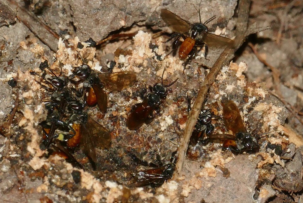 Inside the Hive: Manufacturing Meat Honey (image credits: flickr)