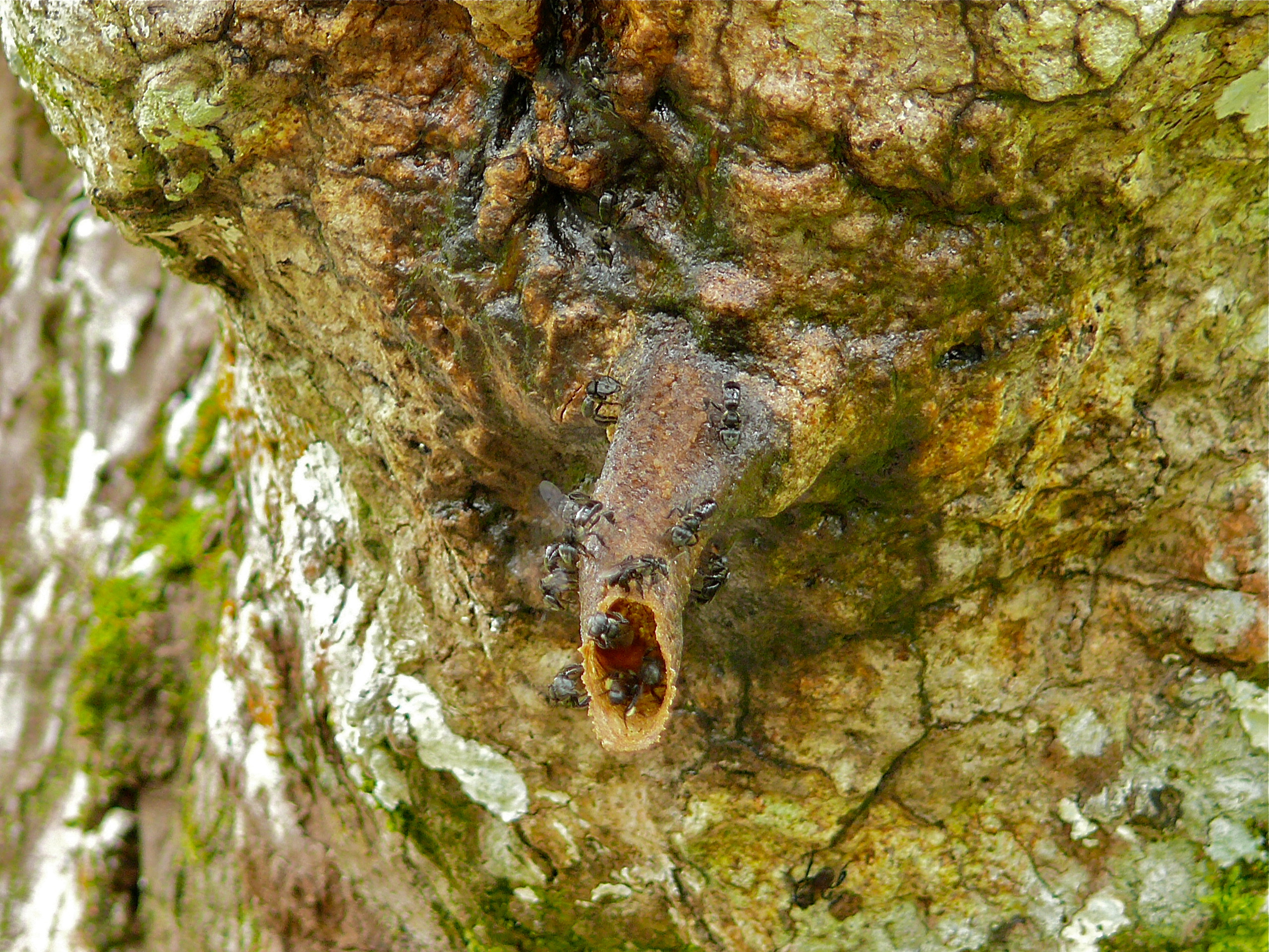 Hunting Strategies and Behavioral Adaptations (image credits: Stingless Bees Hive (Trigona sp.), CC BY-SA 2.0, https://commons.wikimedia.org/w/index.php?curid=40740304)