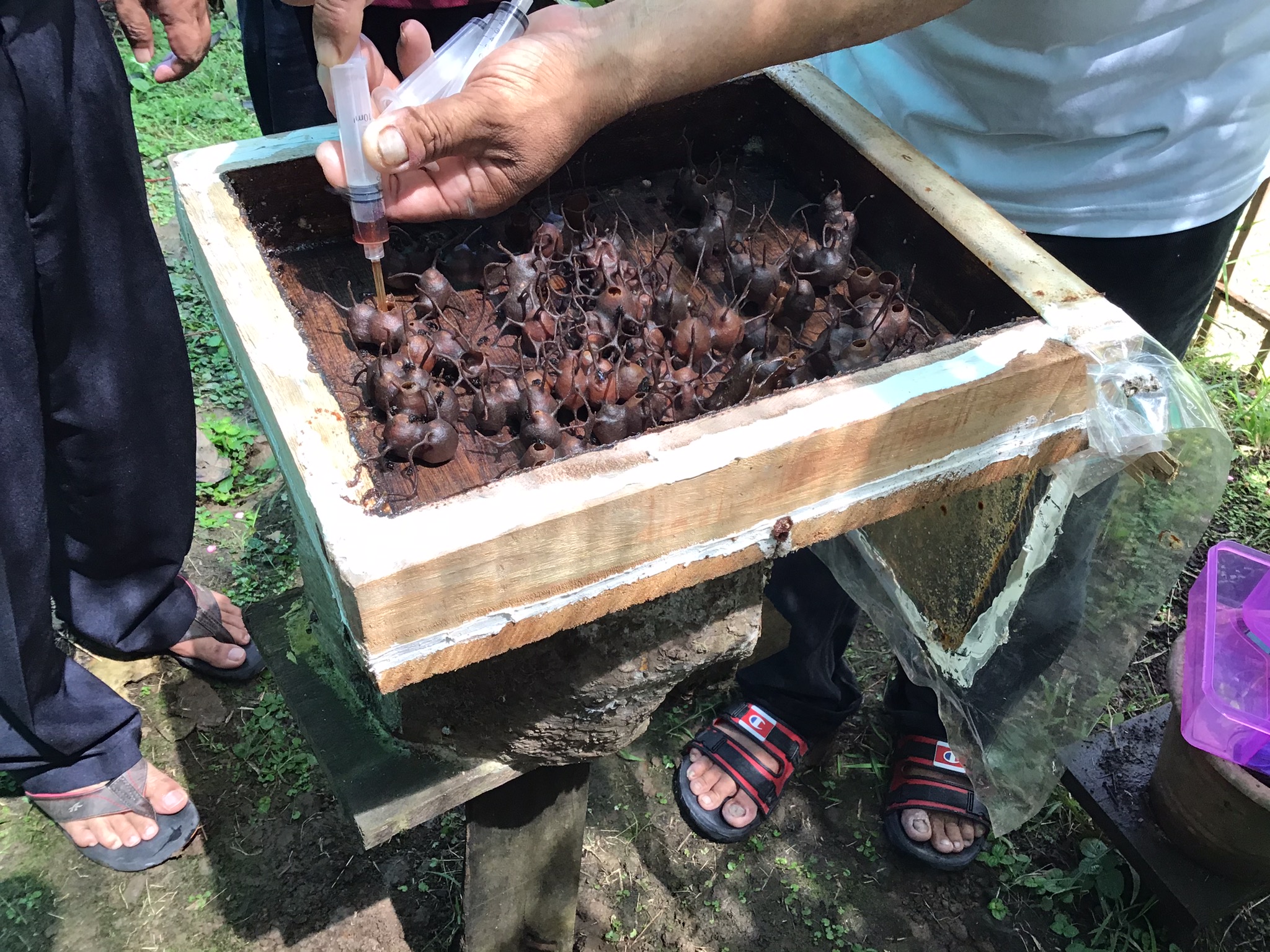 The Nutritional Powerhouse of Meat Honey (image credits: By Tofeiku, CC BY-SA 4.0, https://commons.wikimedia.org/w/index.php?curid=87045411)