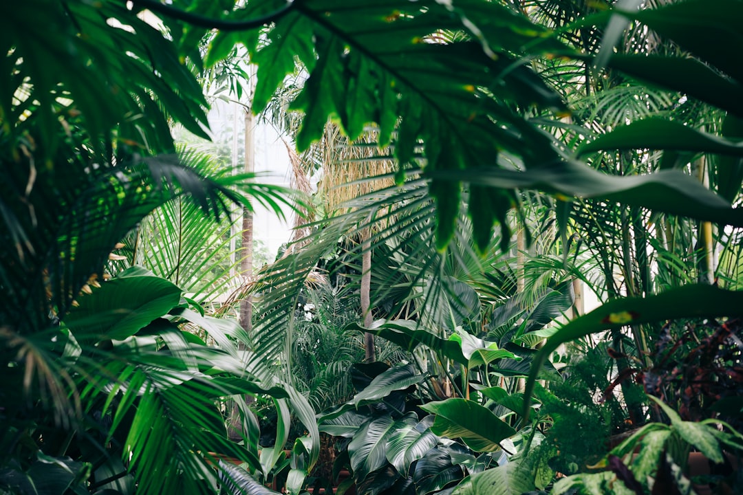 Geographic Distribution and Habitat Requirements (image credits: unsplash)