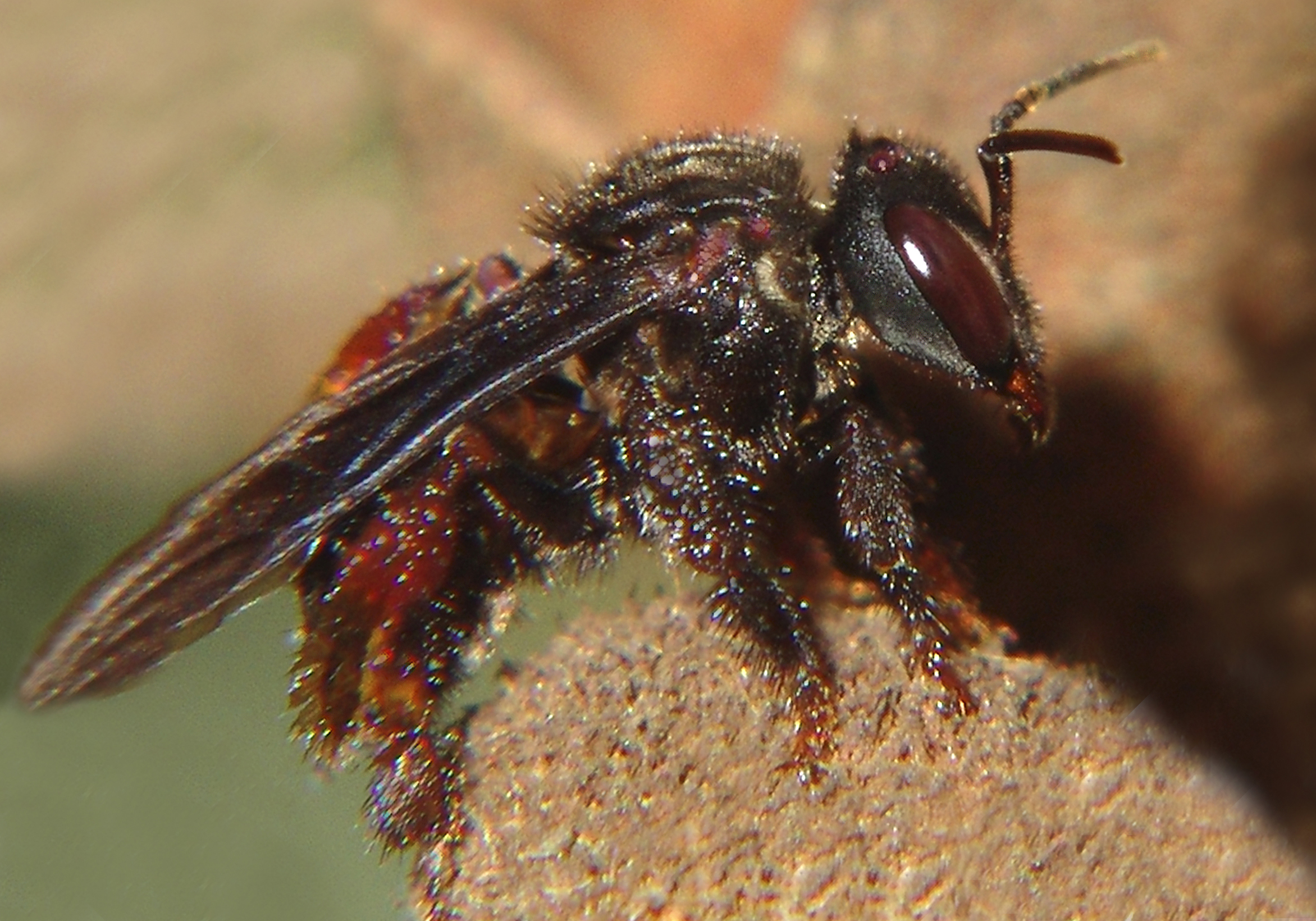Defense Mechanisms and Survival Strategies (image credits: By José Reynaldo da Fonseca, CC BY 2.5, https://commons.wikimedia.org/w/index.php?curid=969999)
