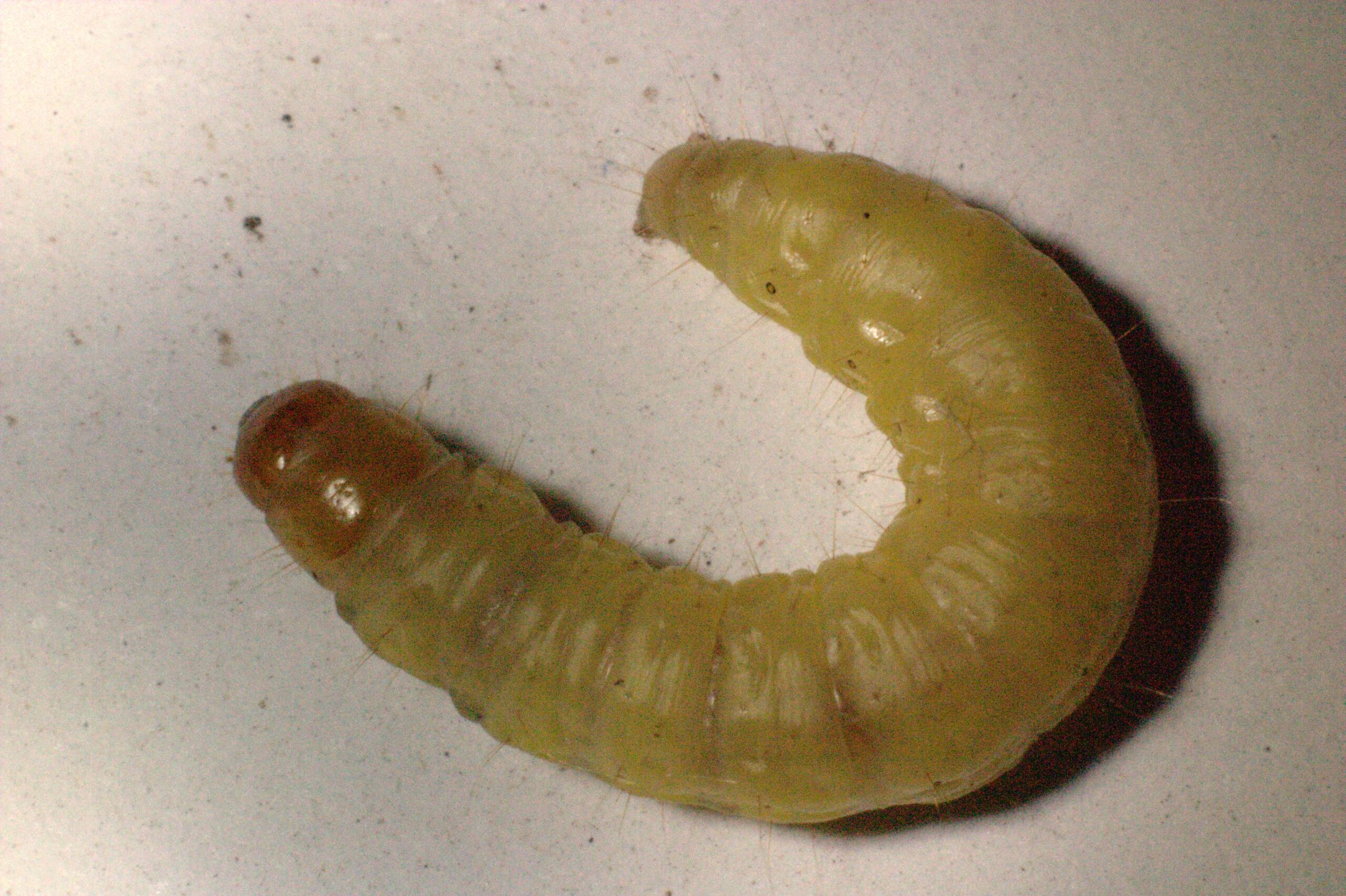 Reproduction and Life Cycle Adaptations (image credits: By Lars Haeh, CC BY-SA 3.0, https://commons.wikimedia.org/w/index.php?curid=10906224)