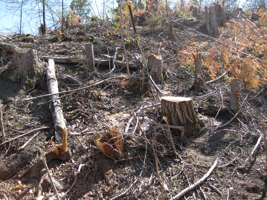 Threats and Conservation Challenges (image credits: flickr)