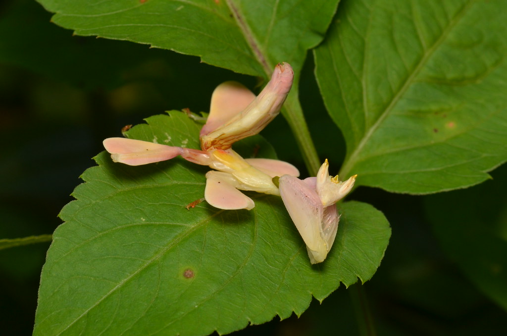 The Orchid Mantis: Nature's Perfect Flower Impersonator (image credits: flickr)