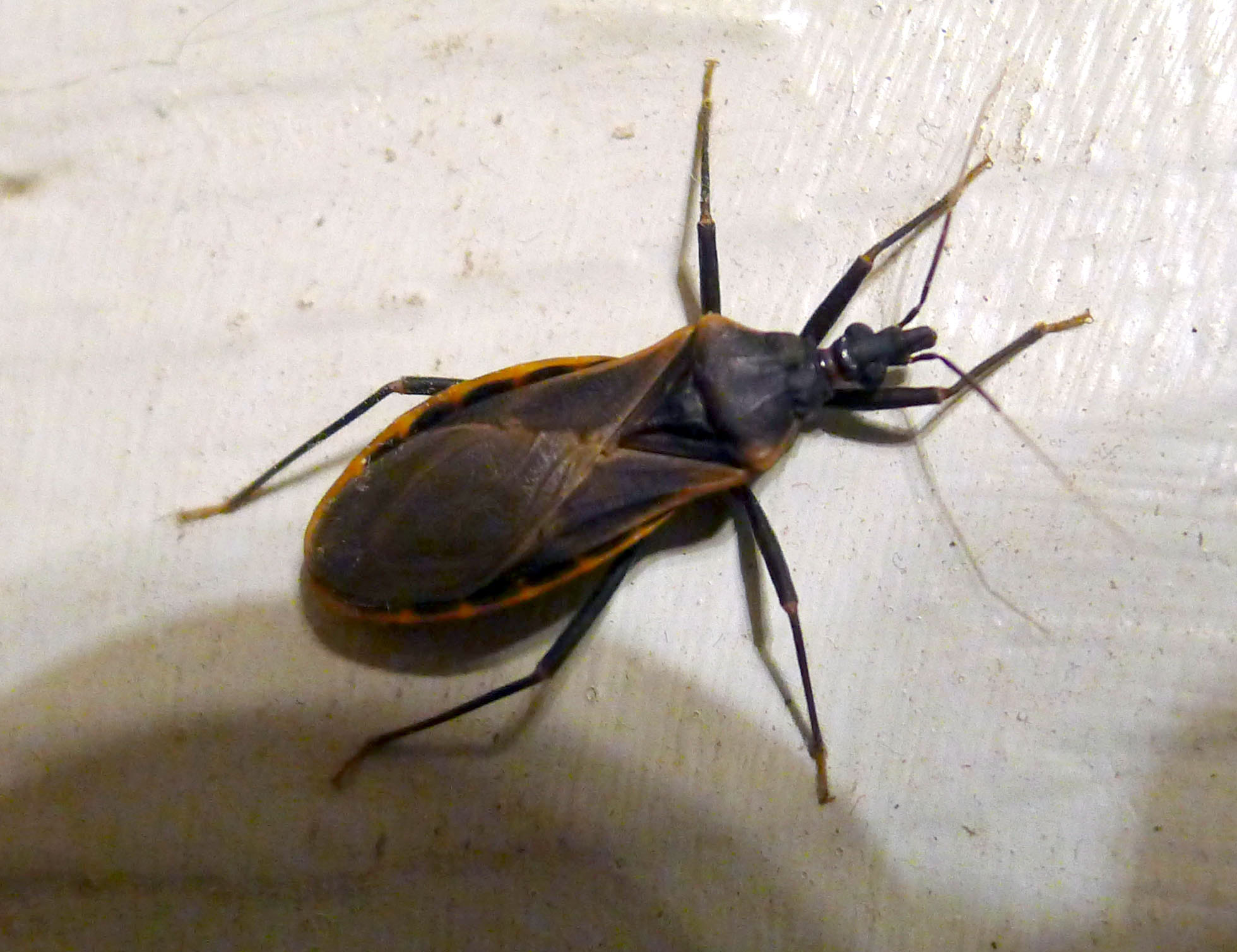 The Assassin Bug: Master of Corpse Camouflage (image credits: Reduviidae -- Assassin Bug Family. ( Kissing Bug?), CC BY 2.0, https://commons.wikimedia.org/w/index.php?curid=49984356)