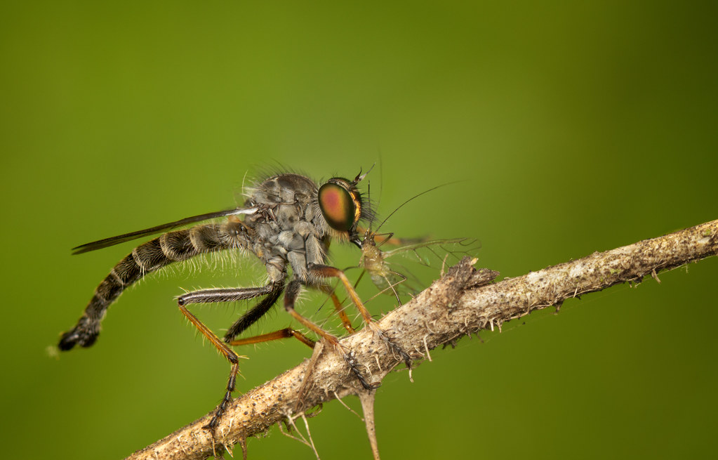 The Robber Fly: Aerial Pirate in Disguise (image credits: flickr)