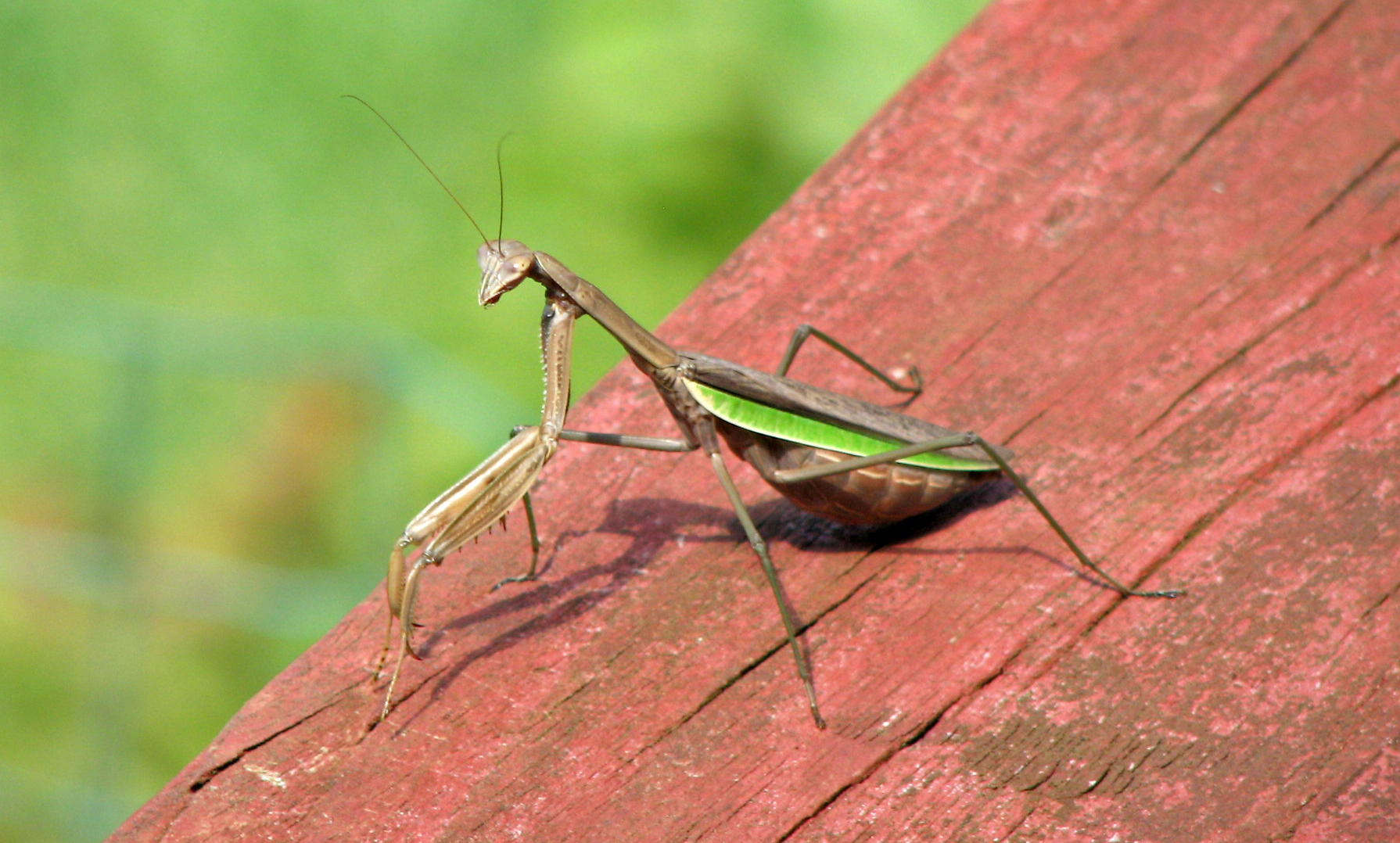 The Praying Mantis: Patient Predator (image credits: wikimedia)