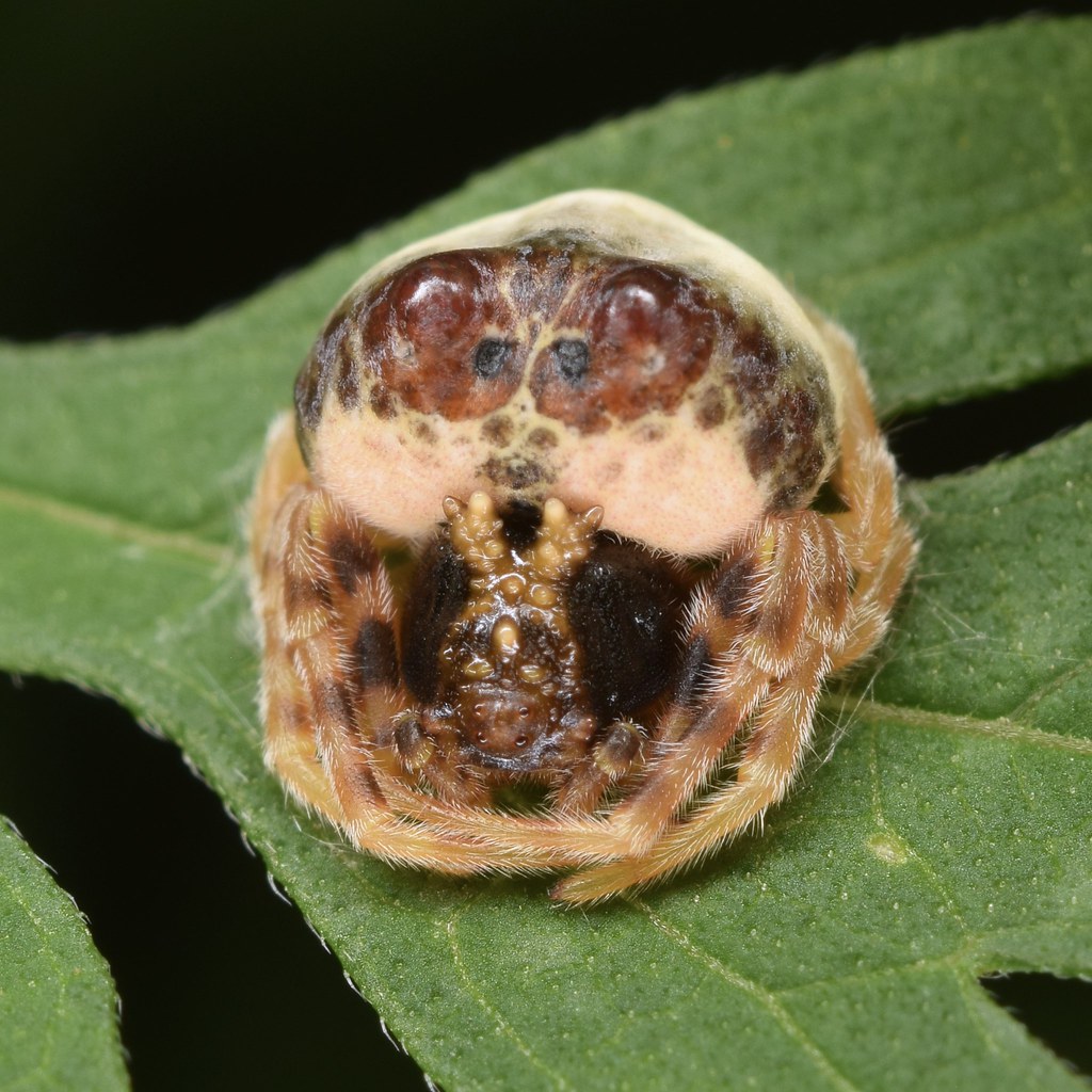 The Bolas Spider: Lasso-Wielding Seductress (image credits: flickr)