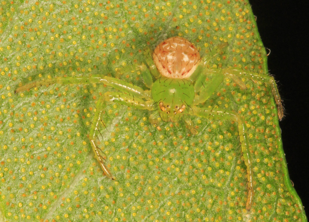 The Crab Spider: Color-Changing Assassin (image credits: flickr)