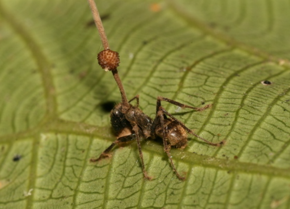 The Zombie Ant Fungus: Nature's Most Horrifying Mind Control (image credits: wikimedia)