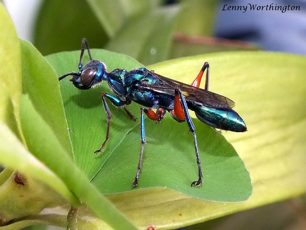 Parasitic Wasps: The Ultimate Biological Weapons (image credits: flickr)