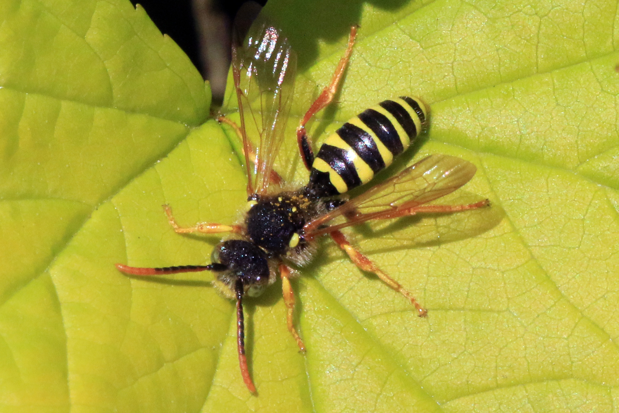 The Cuckoo Bee Deception: Identity Theft in the Insect World (image credits: wikimedia)