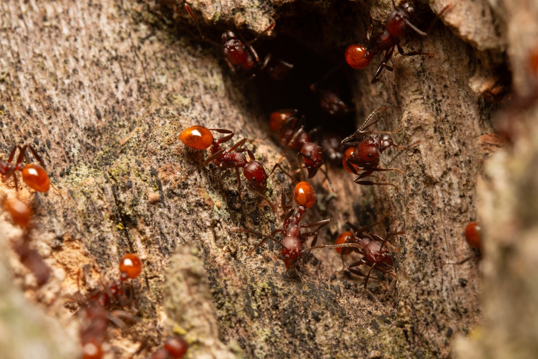 Slave-Making Ants: The Insect Mafia (image credits: unsplash)