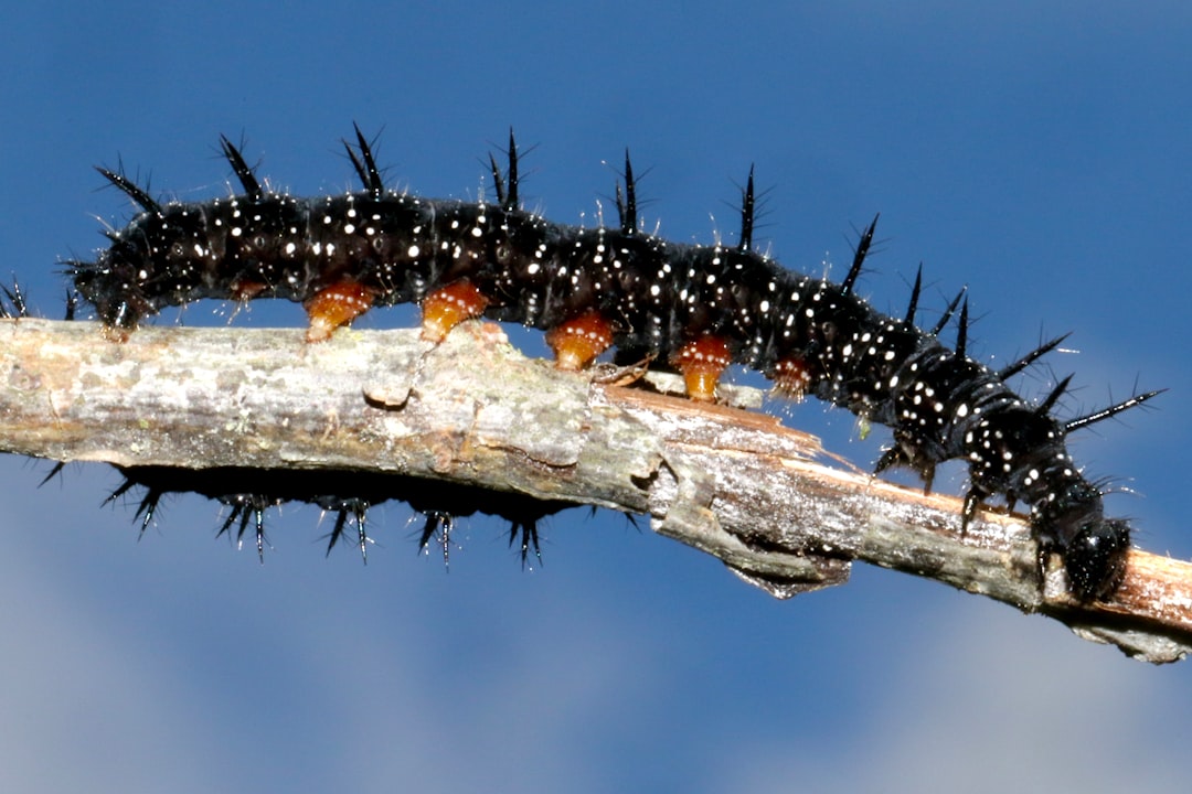 The Baculovirus: Turning Caterpillars into Climbing Zombies (image credits: unsplash)