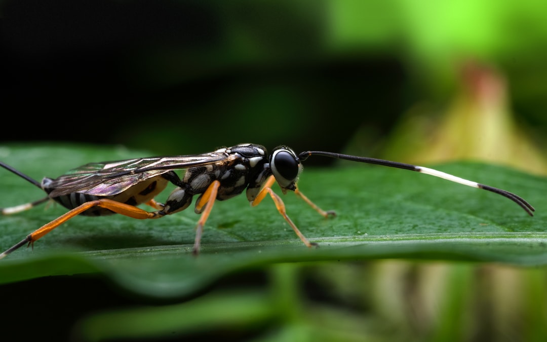Strepsipteran Parasites: The Body Snatchers (image credits: unsplash)