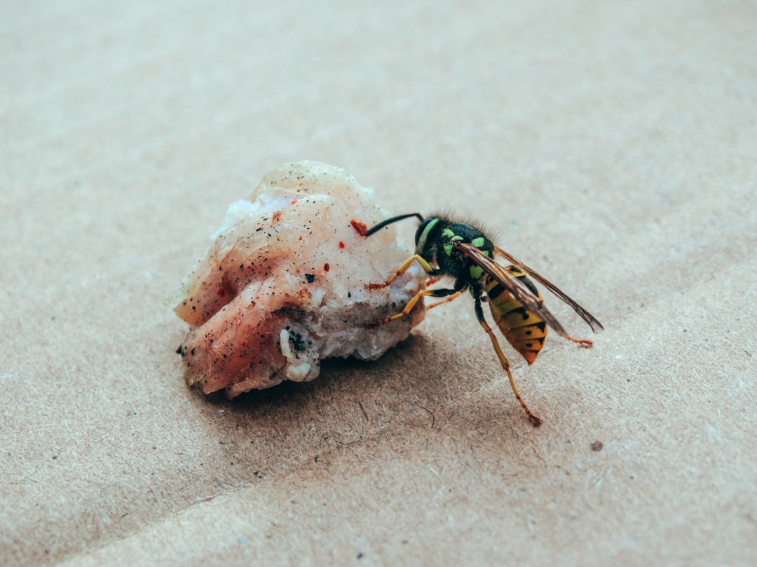 Phorid Flies: The Ant Decapitators (image credits: unsplash)
