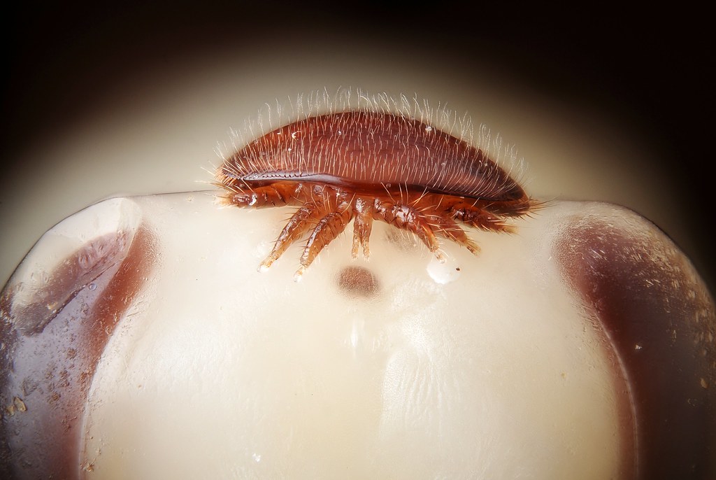 Manipulative Mites: Tiny Tyrants (image credits: flickr)