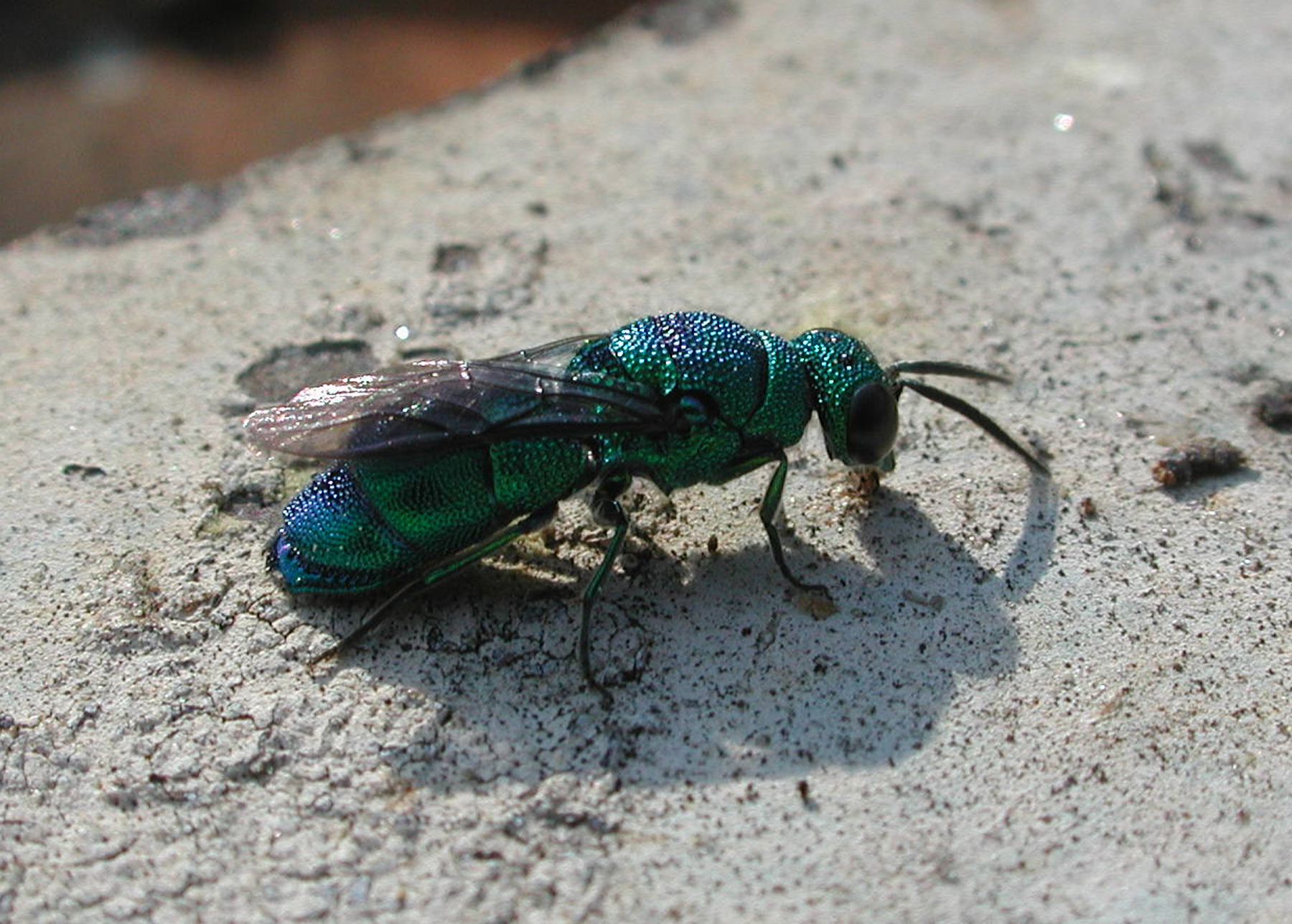Cuckoo Wasps: The Kleptocratic Infiltrators (image credits: wikimedia)