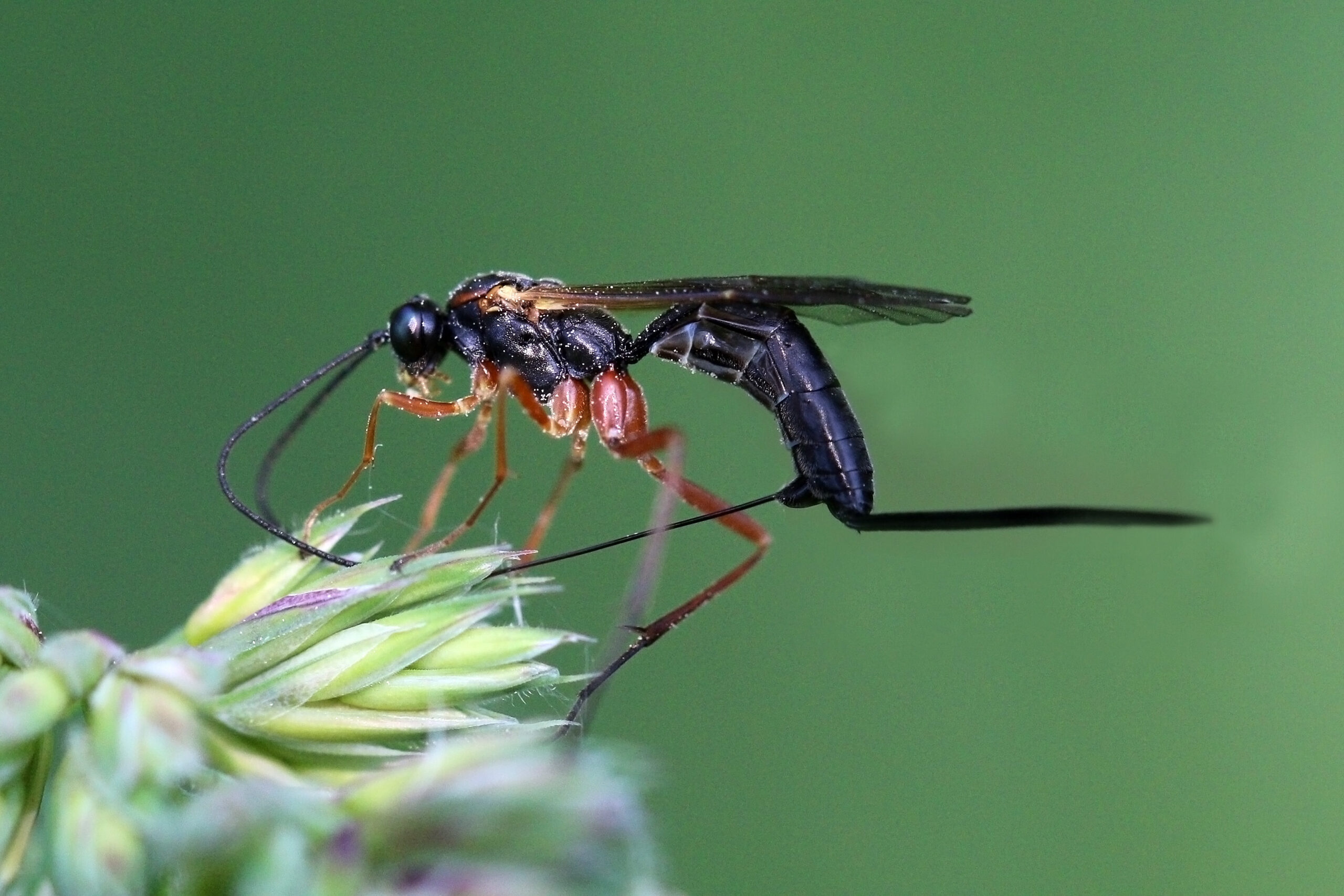 Ichneumon Wasps: The Living Nightmares (image credits: wikimedia)