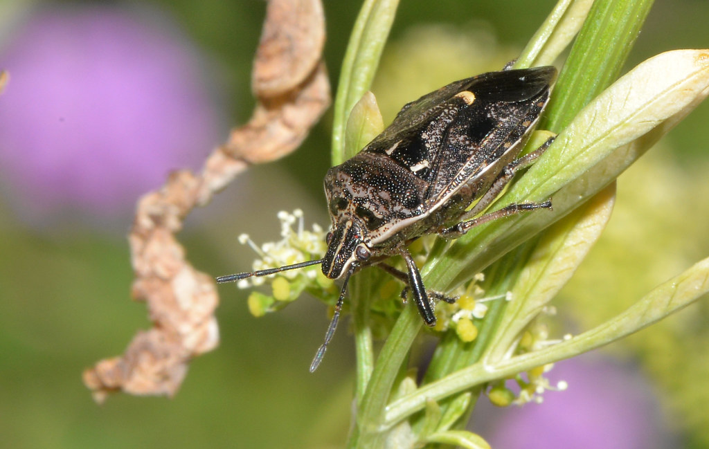 9 Bug "Enemies" That Are Secretly Protectors