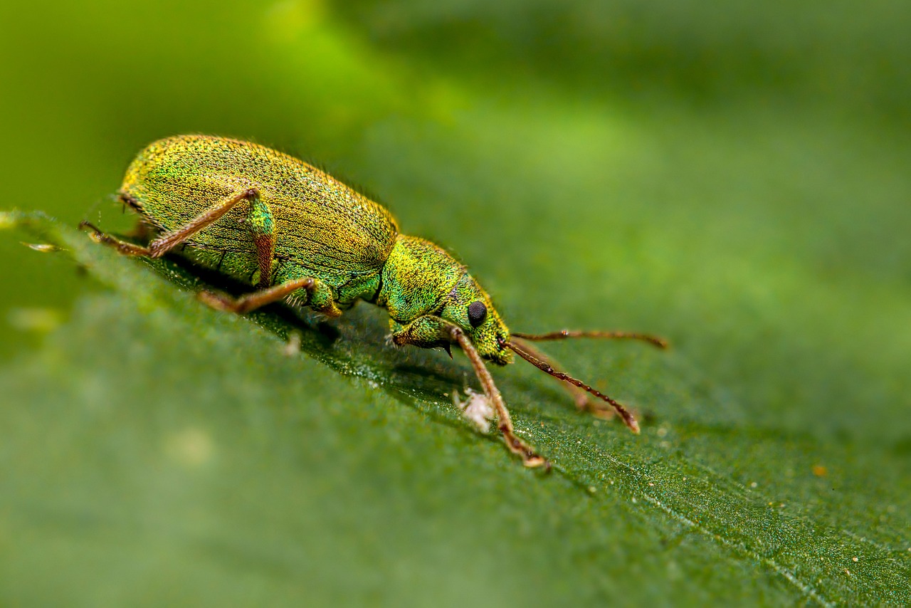 The Surprising Partnership Between Bacteria and Shower Bugs (image credits: pixabay)