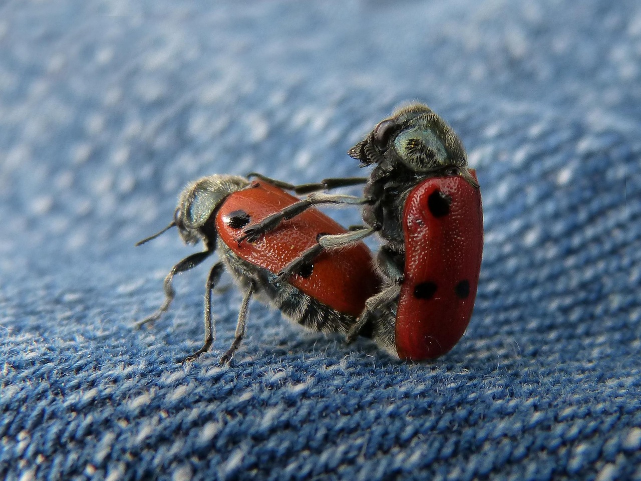 The Mating Rituals You Never Knew Existed (image credits: pixabay)