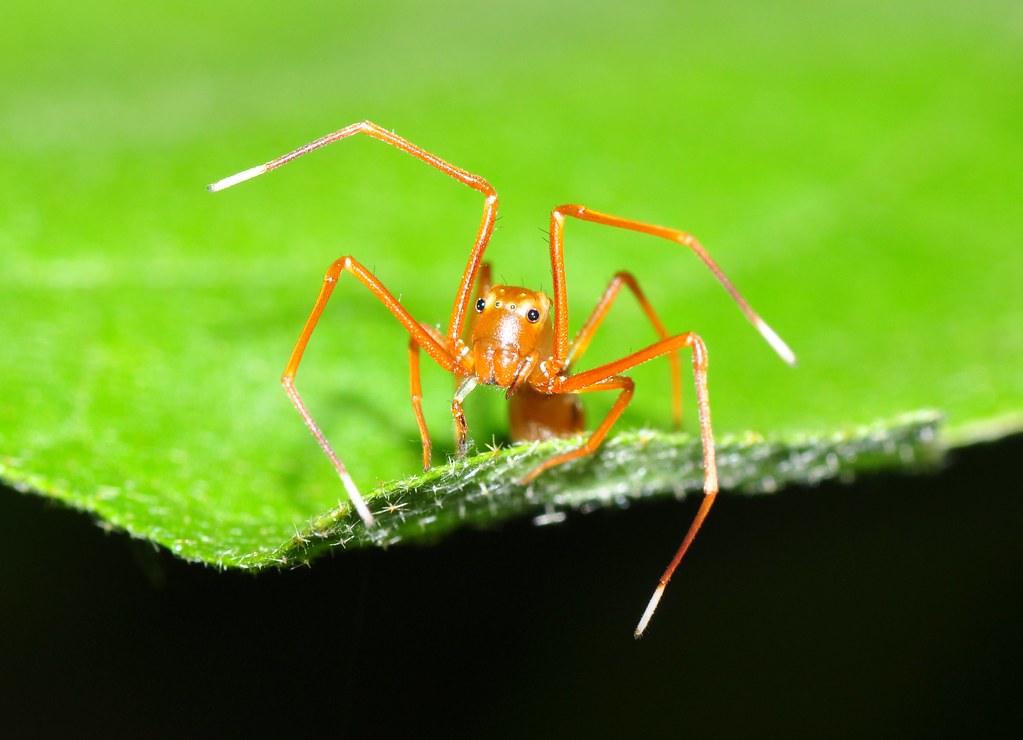 The Spider That Pretends to Be an Ant — Eight Legs, Six-Legged Look