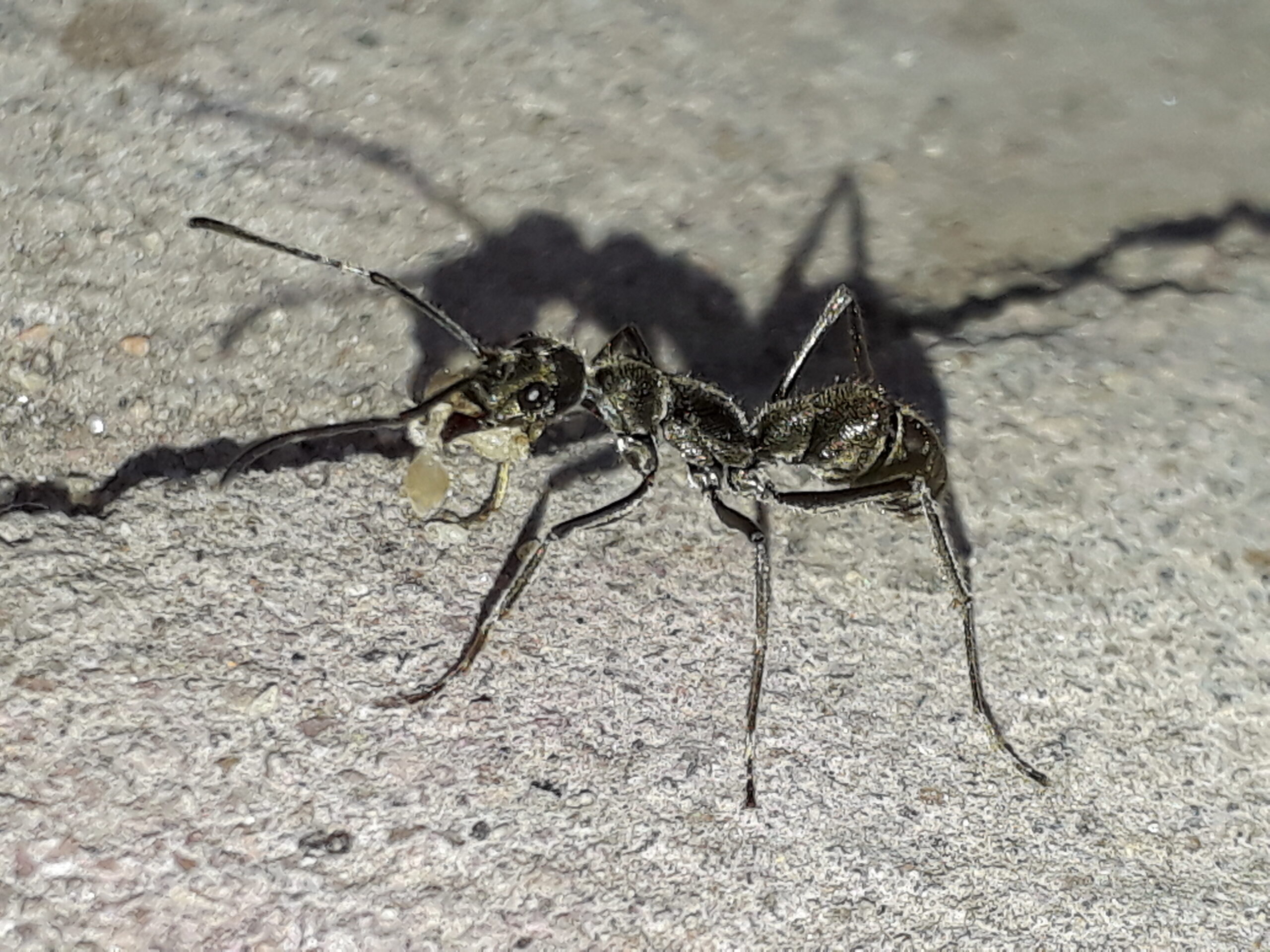 Why Choose Ants as Models? (image credits: wikimedia)