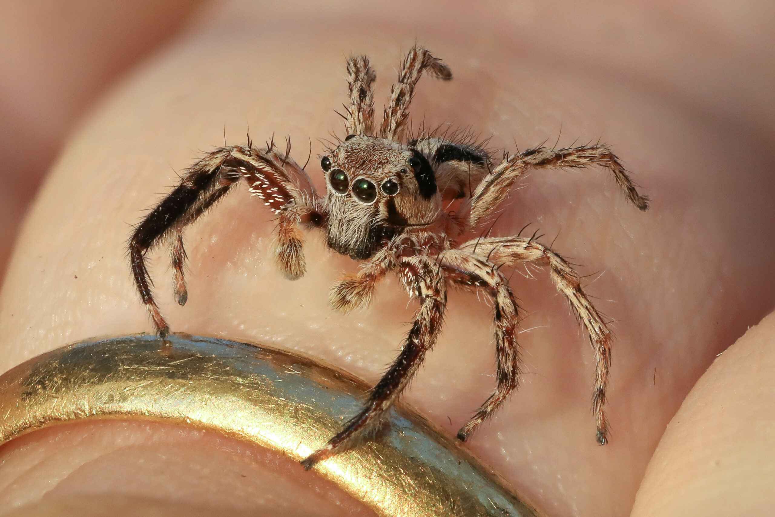 The Jumping Spider Specialists (image credits: wikimedia)
