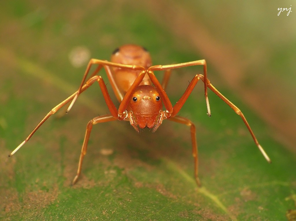 Species-Specific Mimicry (image credits: flickr)