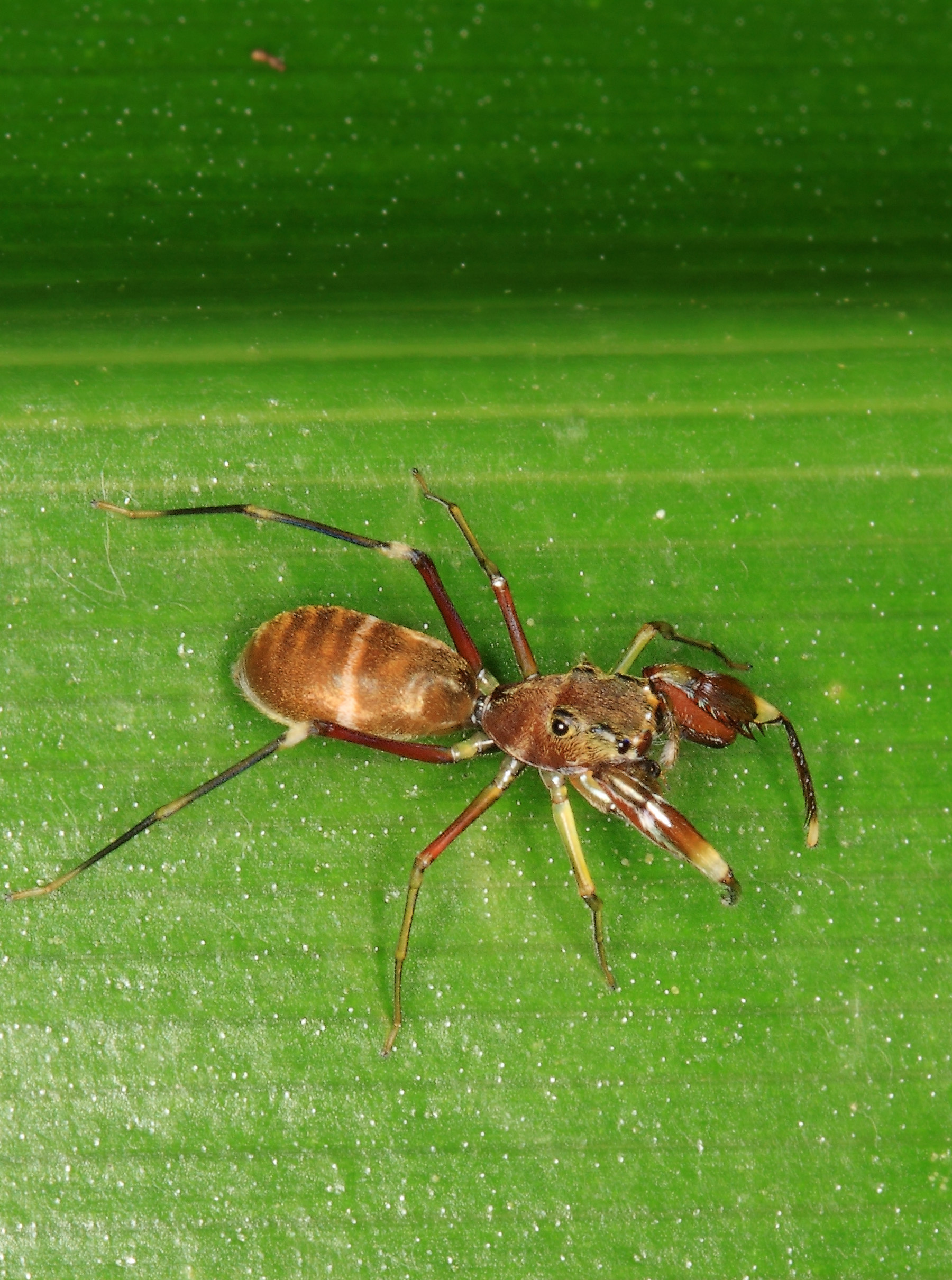 The Behavioral Performance (image credits: wikimedia)