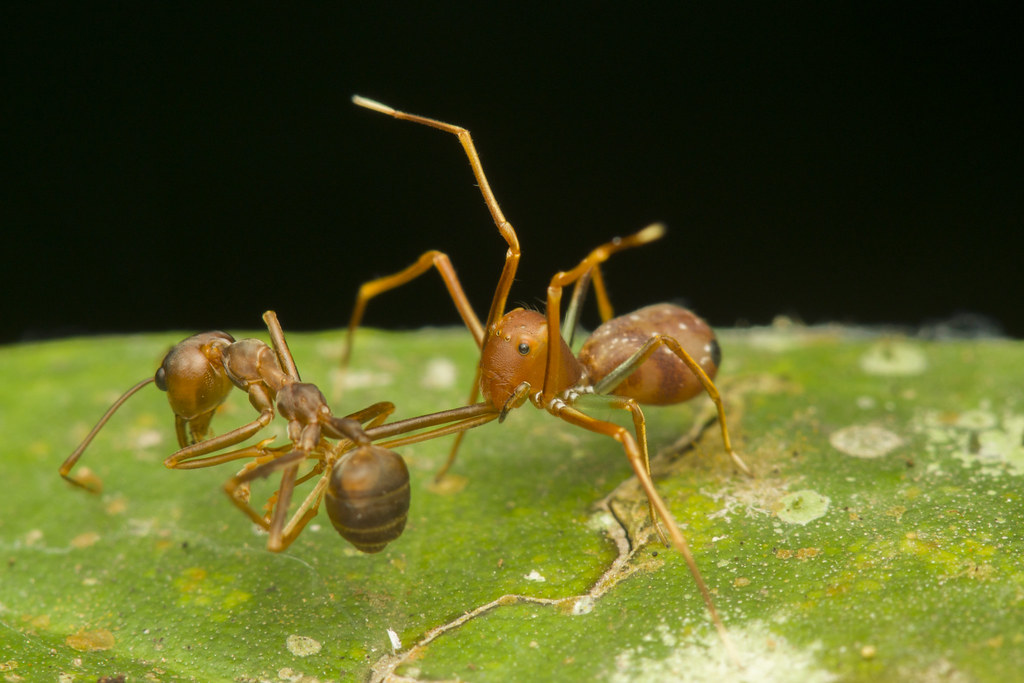 Hunting While Disguised (image credits: flickr)