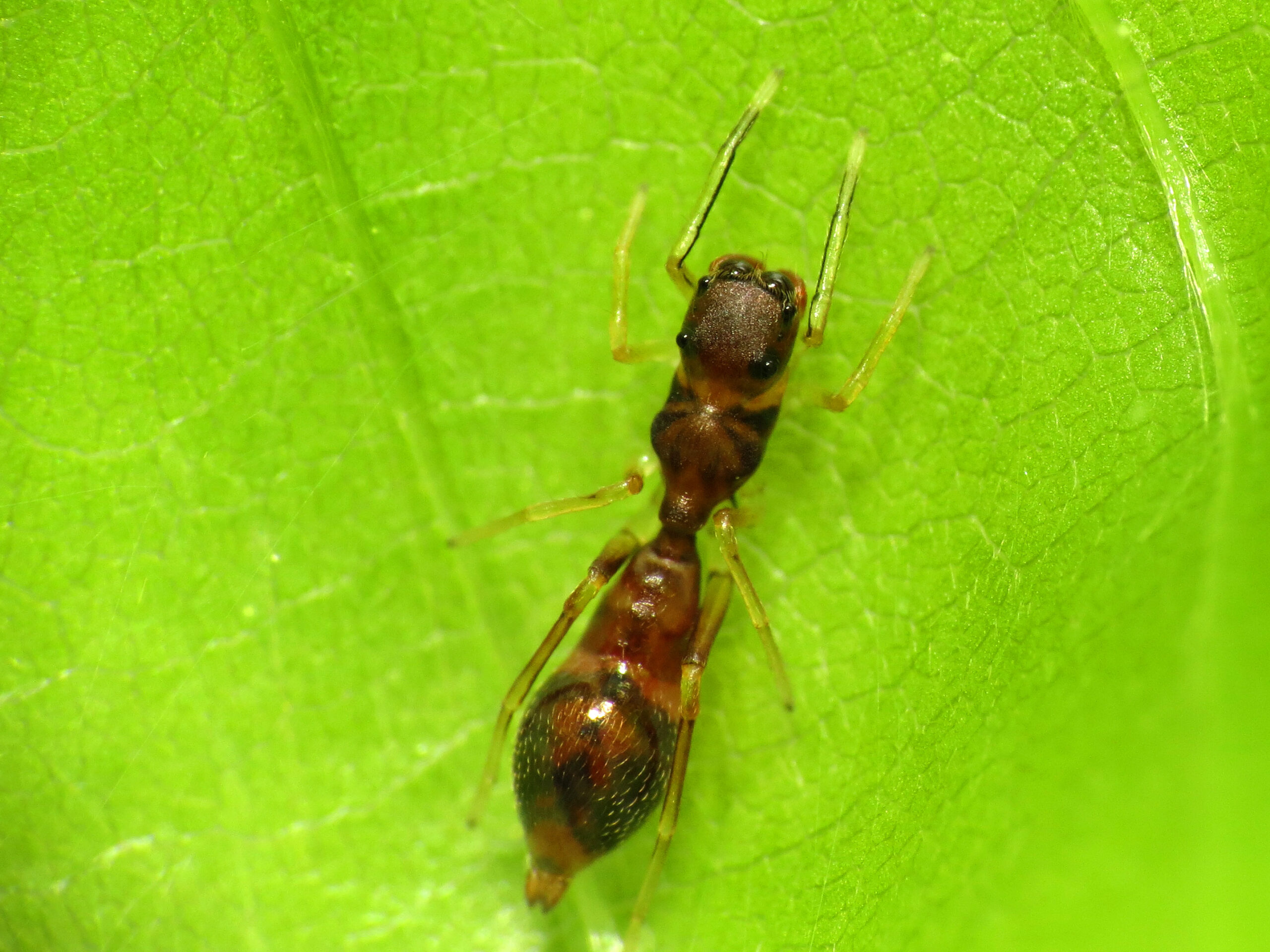 Geographic Hotspots of Mimicry (image credits: wikimedia)