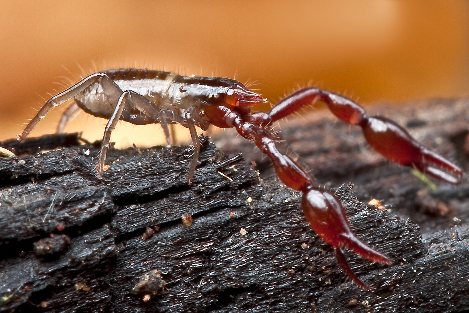 Where These Tiny Tricksters Hide (image credits: wikimedia)
