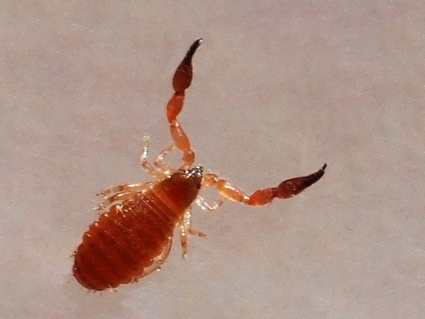 The Hitchhiker's Guide to Dispersal (image credits: flickr)