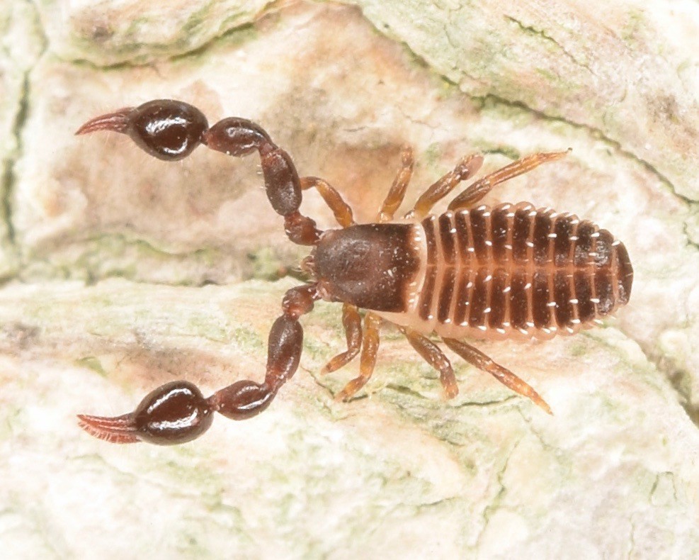 Hunting Tactics of a Miniature Predator (image credits: flickr)