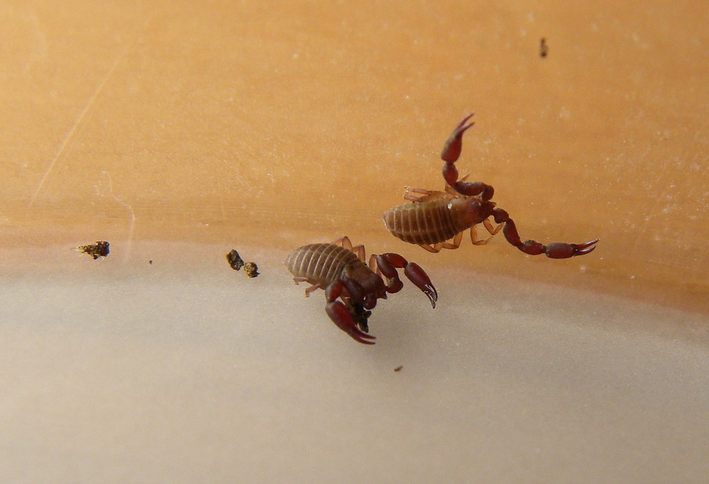 The Secret Life of Pseudoscorpion Courtship (image credits: flickr)