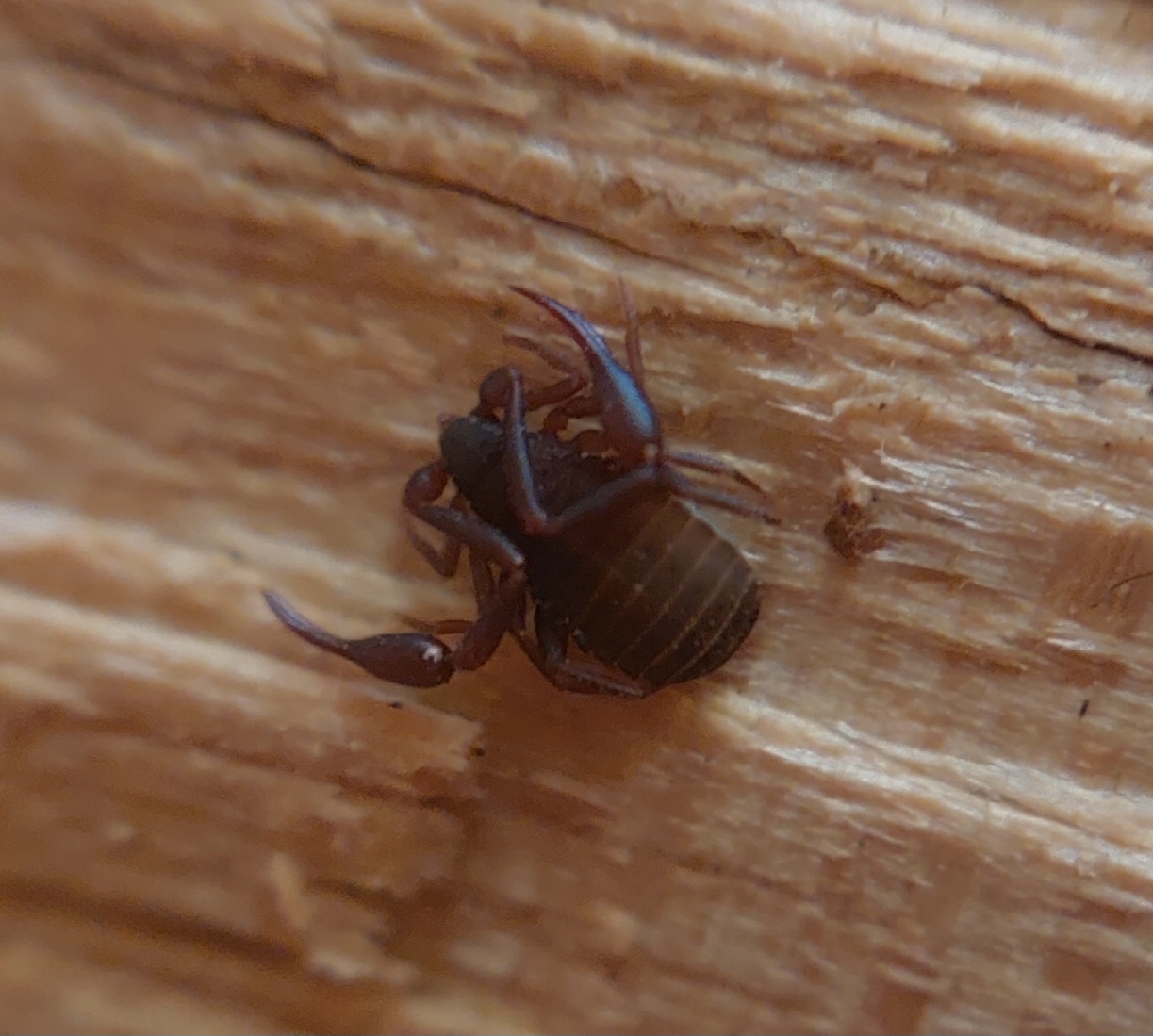 Ecological Importance: Tiny but Mighty (image credits: wikimedia)
