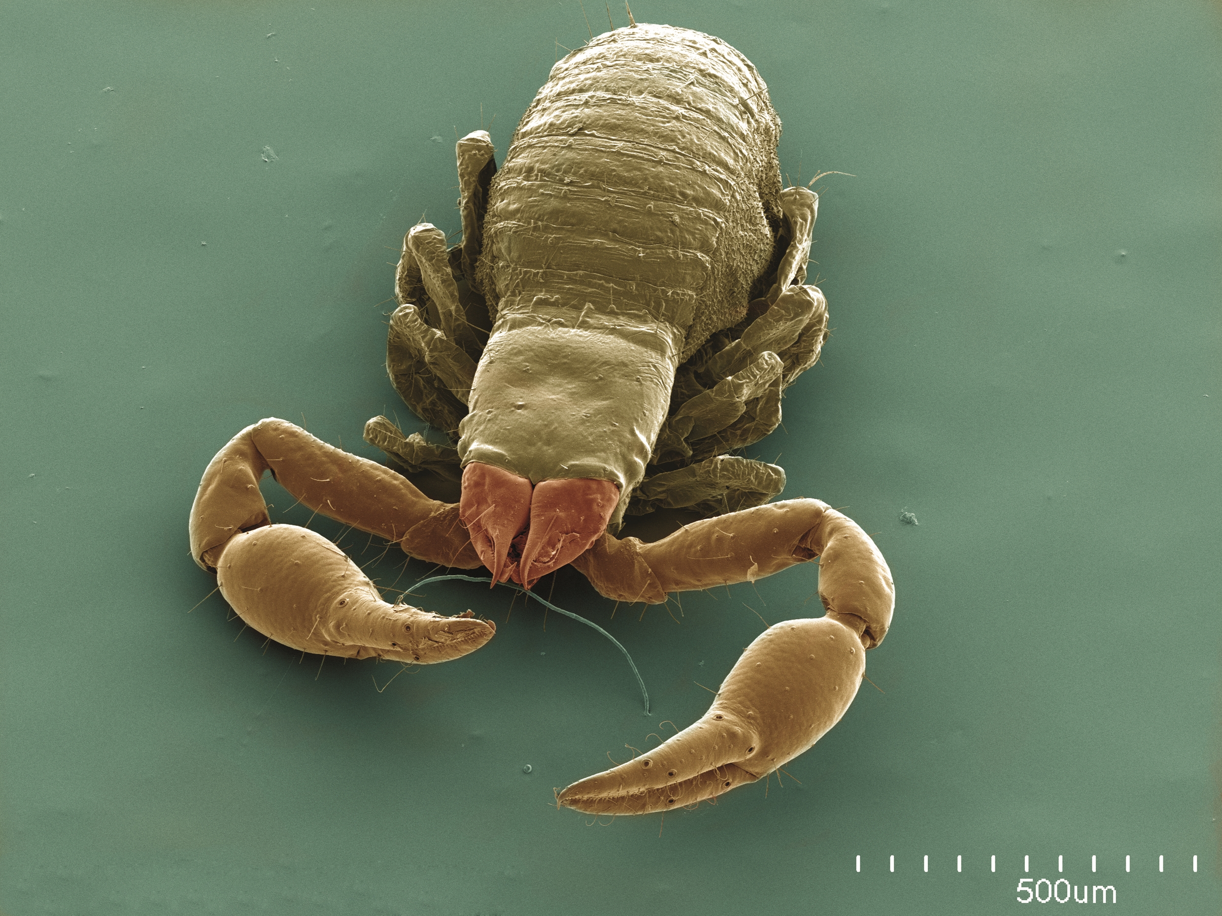 Species Diversity: A World of Variations (image credits: wikimedia)