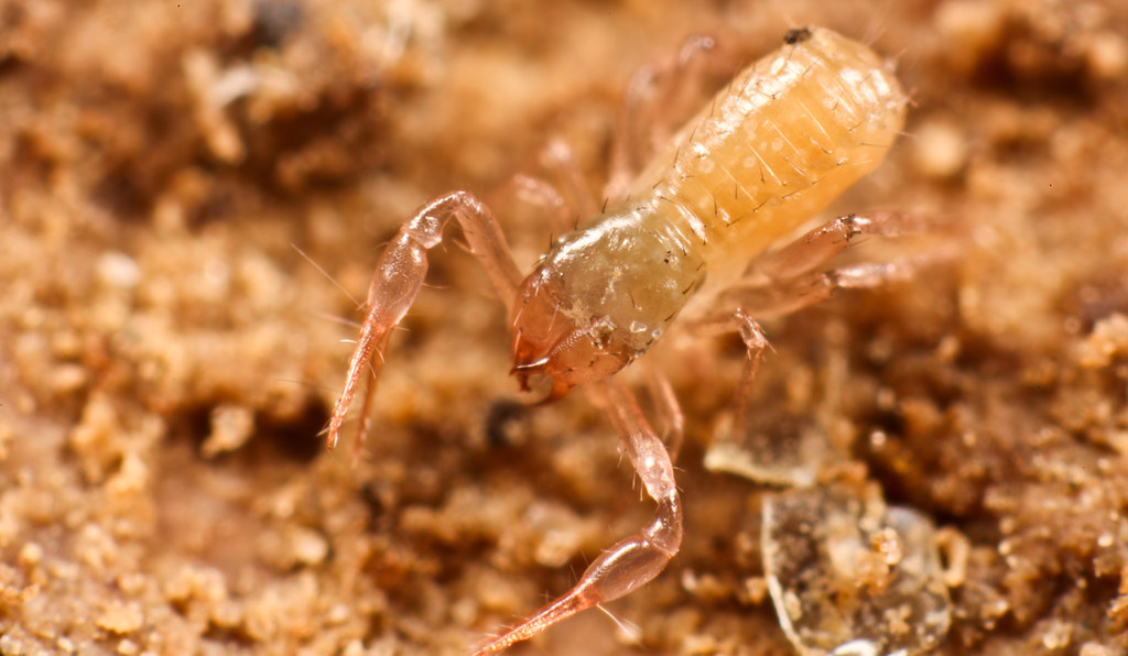 The Molting Process: Growing in Armor (image credits: flickr)
