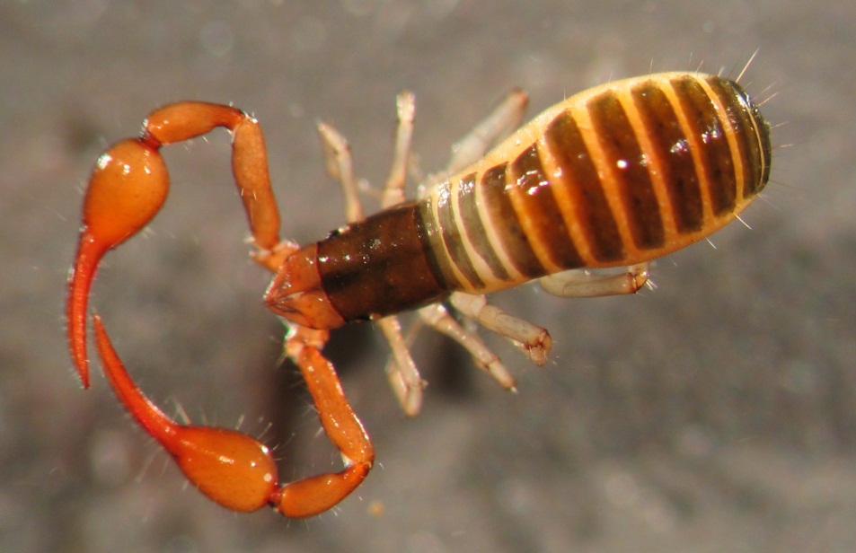 Conservation: Protecting the Invisible (image credits: wikimedia)
