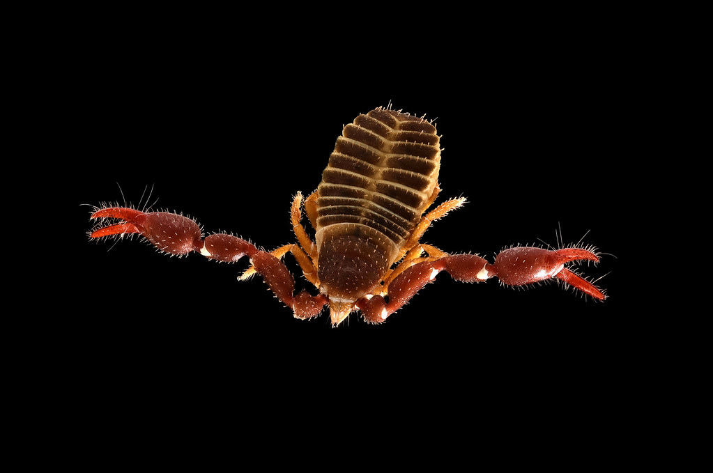 Conclusion: Small Creatures, Big Impact (image credits: flickr)