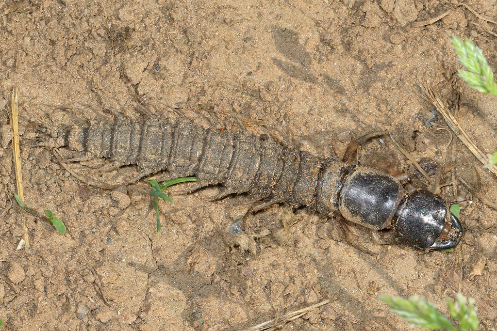 Meet the Hellgrammite: Nature's Underwater Assassin (image credits: flickr)