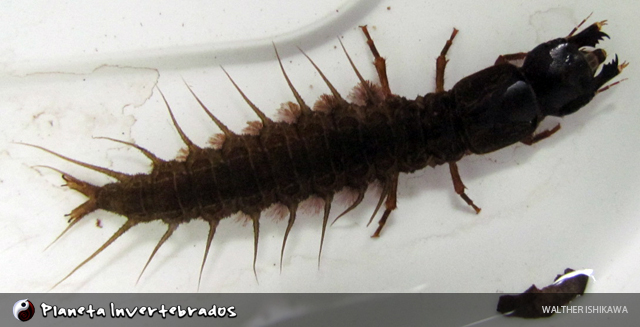 The Aquatic Years: A Life Spent in Darkness (image credits: wikimedia)