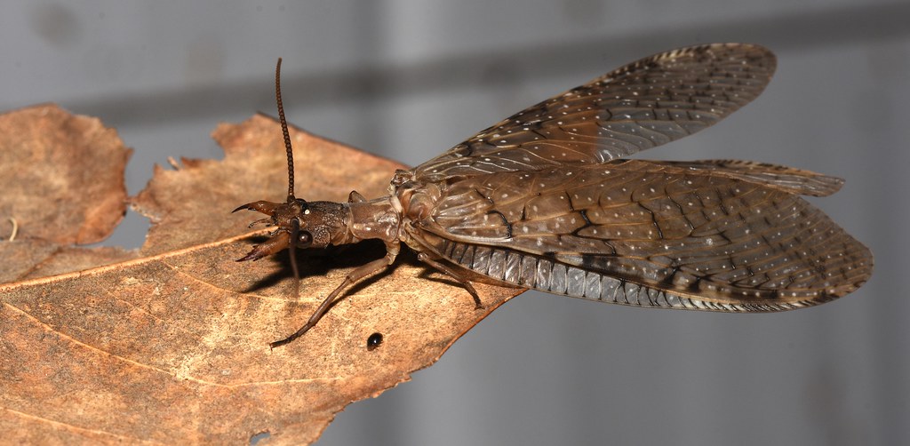 The Transformation: From Water Monster to Flying Giant (image credits: flickr)